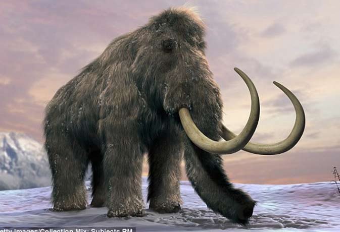 Discovery of Mummified Baby Mammoth 2022