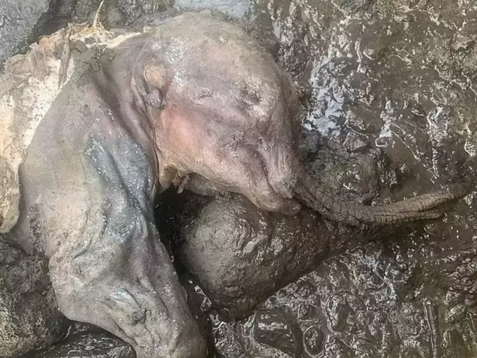 dead baby mammoth