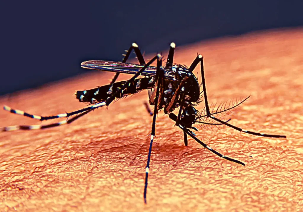 Quit Buying Electronic Mosquito Killer