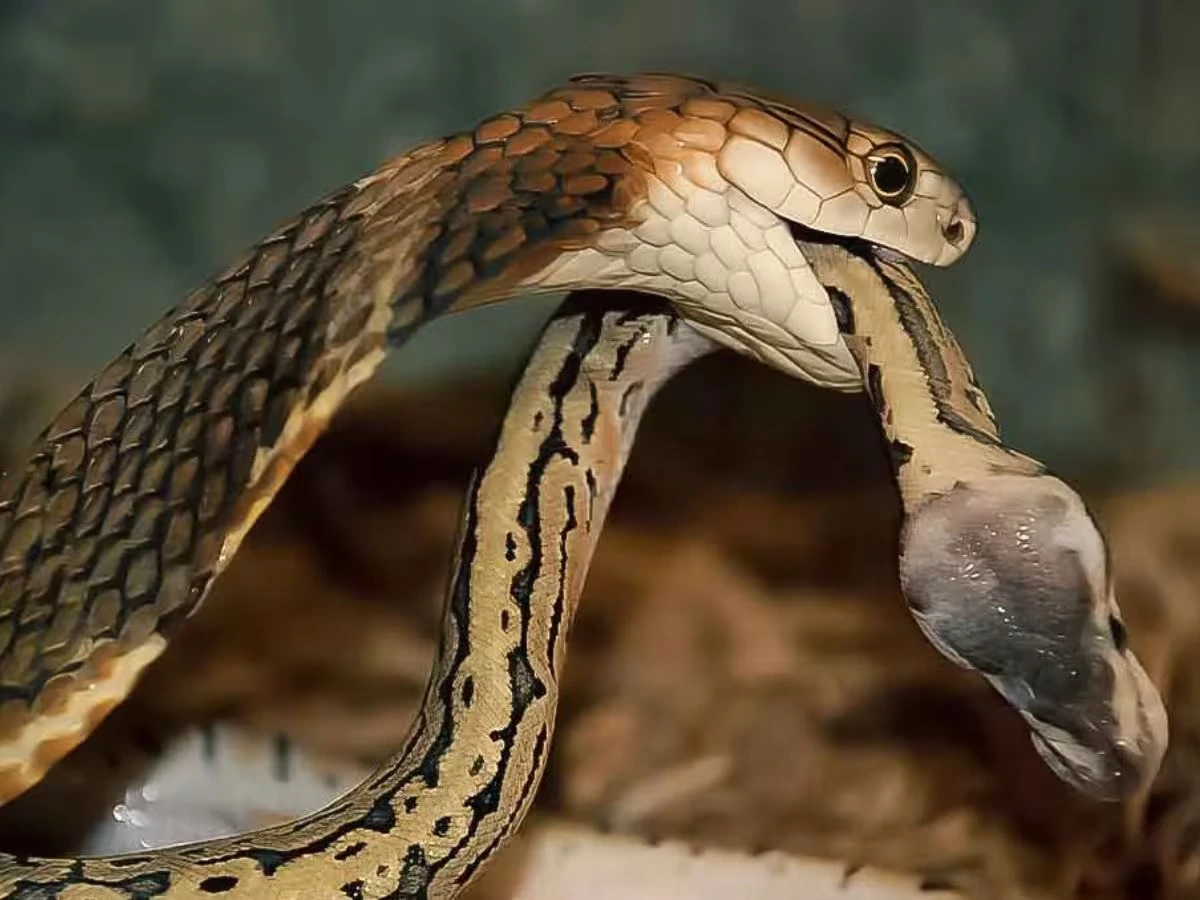 Snake Life Cycle Facts